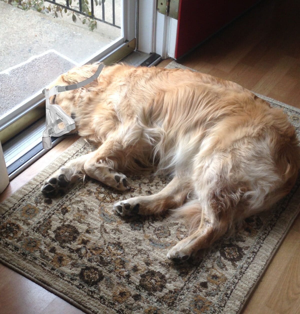 Sleep Apnea in Dogs?